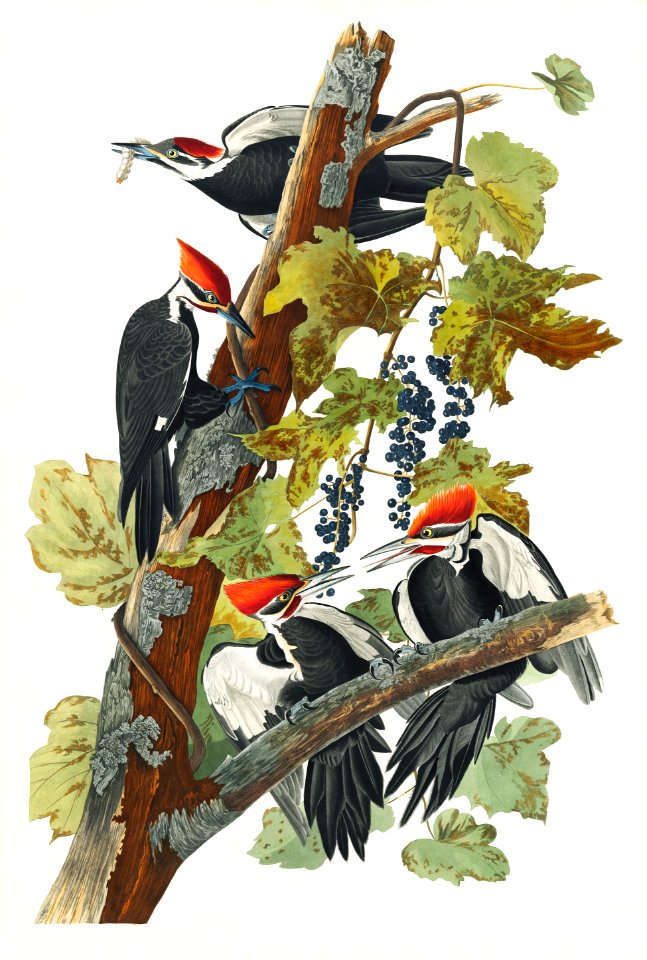 Pileated Woodpecker from Birds of America (1827) by John James Audubon, etched by William Home Lizars.