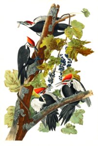 Pileated Woodpecker from Birds of America (1827) by John James Audubon, etched by William Home Lizars.. Free illustration for personal and commercial use.