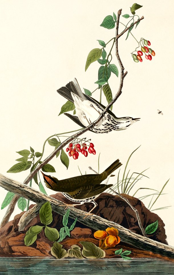 Golden-crowned Thrush from Birds of America (1827) by John James Audubon, etched by William Home Lizars.