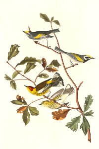 Golden-winged Warbler and Cape May Warbler from Birds of America (1827) by John James Audubon (1785 - 1851), etched by Robert Havell (1793 - 1878).. Free illustration for personal and commercial use.