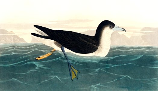 Dusky Petrel from Birds of America (1827) by John James Audubon, etched by William Home Lizars.. Free illustration for personal and commercial use.