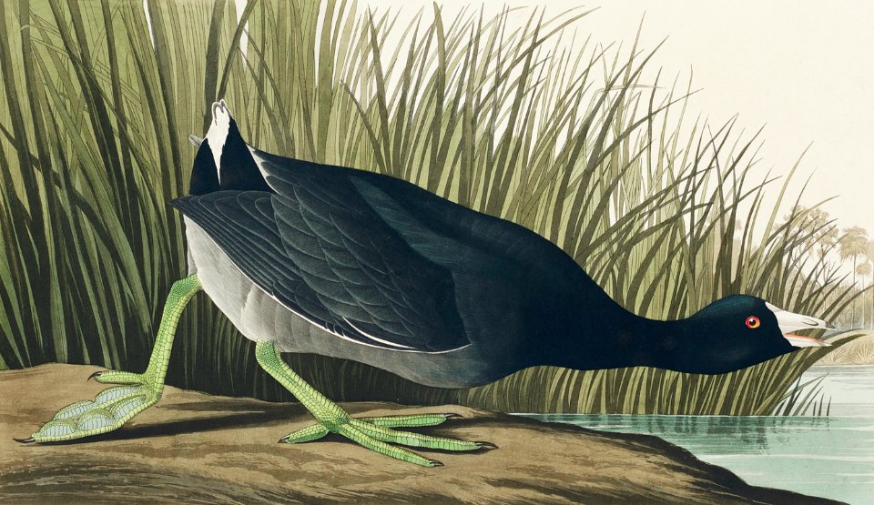 American Coot from Birds of America (1827) by John James Audubon, etched by William Home Lizars.