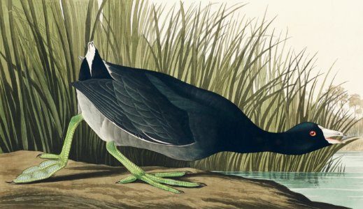 American Coot from Birds of America (1827) by John James Audubon, etched by William Home Lizars.. Free illustration for personal and commercial use.