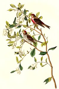 Lesser Red-Poll from Birds of America (1827) by John James Audubon, etched by William Home Lizars.. Free illustration for personal and commercial use.