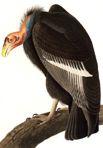Californian Vulture from Birds of America (1827) by John James Audubon (1785 - 1851 ), etched by Robert Havell (1793 - 1878).. Free illustration for personal and commercial use.