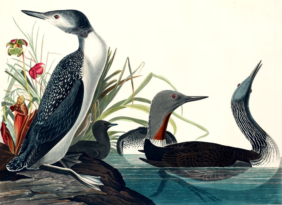 Red-Throated Diver from Birds of America (1827) by John James Audubon, etched by William Home Lizars.
