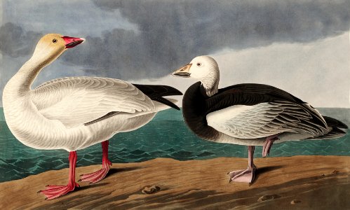 Snow Goose from Birds of America (1827) by John James Audubon, etched by William Home Lizars.. Free illustration for personal and commercial use.
