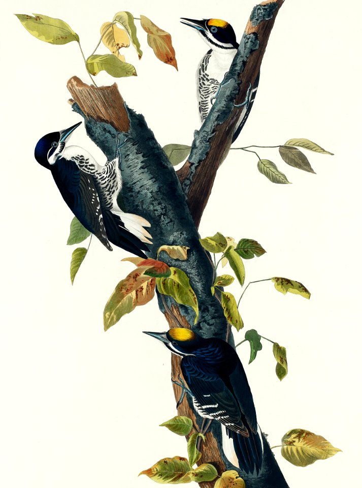 Three-toed Woodpecker from Birds of America (1827) by John James Audubon, etched by William Home Lizars.