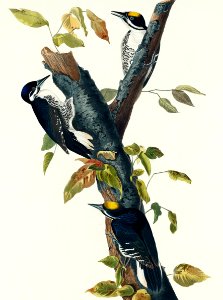 Three-toed Woodpecker from Birds of America (1827) by John James Audubon, etched by William Home Lizars.. Free illustration for personal and commercial use.