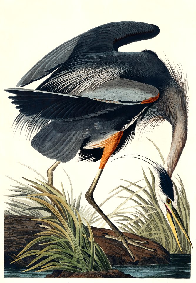 Great blue Heron from Birds of America (1827) by John James Audubon, etched by William Home Lizars.