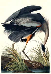 Great blue Heron from Birds of America (1827) by John James Audubon, etched by William Home Lizars.. Free illustration for personal and commercial use.