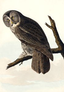 Great Cinereous Owl from Birds of America (1827) by John James Audubon, etched by William Home Lizars.. Free illustration for personal and commercial use.