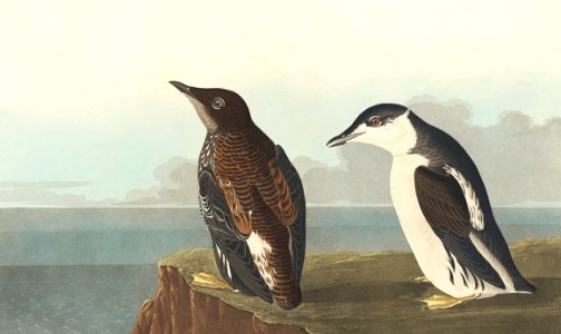 Slender-billed Guillemot from Birds of America (1827) by John James Audubon (1785 - 1851), etched by Robert Havell (1793 - 1878).. Free illustration for personal and commercial use.