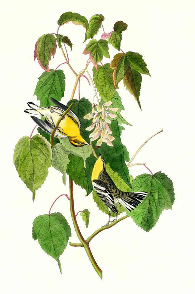 Hemlock Warbler from Birds of America (1827) by John James Audubon, etched by William Home Lizars.