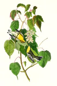 Hemlock Warbler from Birds of America (1827) by John James Audubon, etched by William Home Lizars.. Free illustration for personal and commercial use.