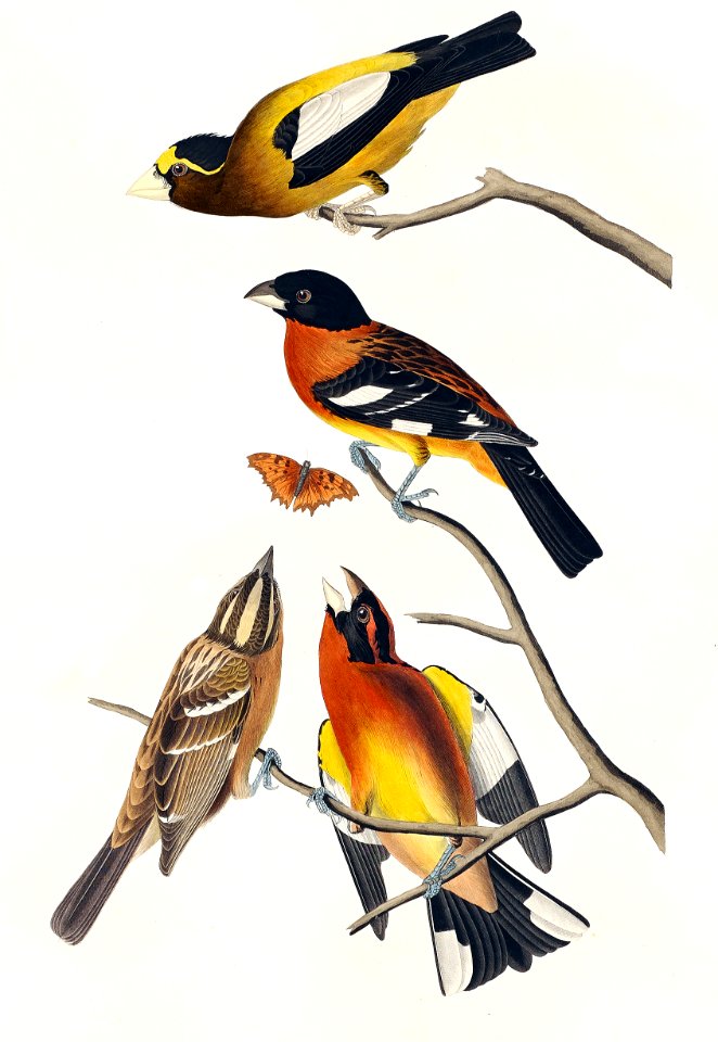 Evening Grosbeak and Spotted Grosbeak from Birds of America (1827) by John James Audubon, etched by William Home Lizars.