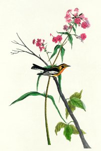 Blackburnian Warbler from Birds of America (1827) by John James Audubon, etched by William Home Lizars.. Free illustration for personal and commercial use.