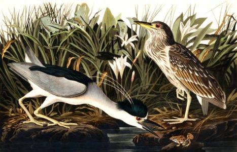 Night Heron, or Qua bird from Birds of America (1827) by John James Audubon, etched by William Home Lizars.. Free illustration for personal and commercial use.