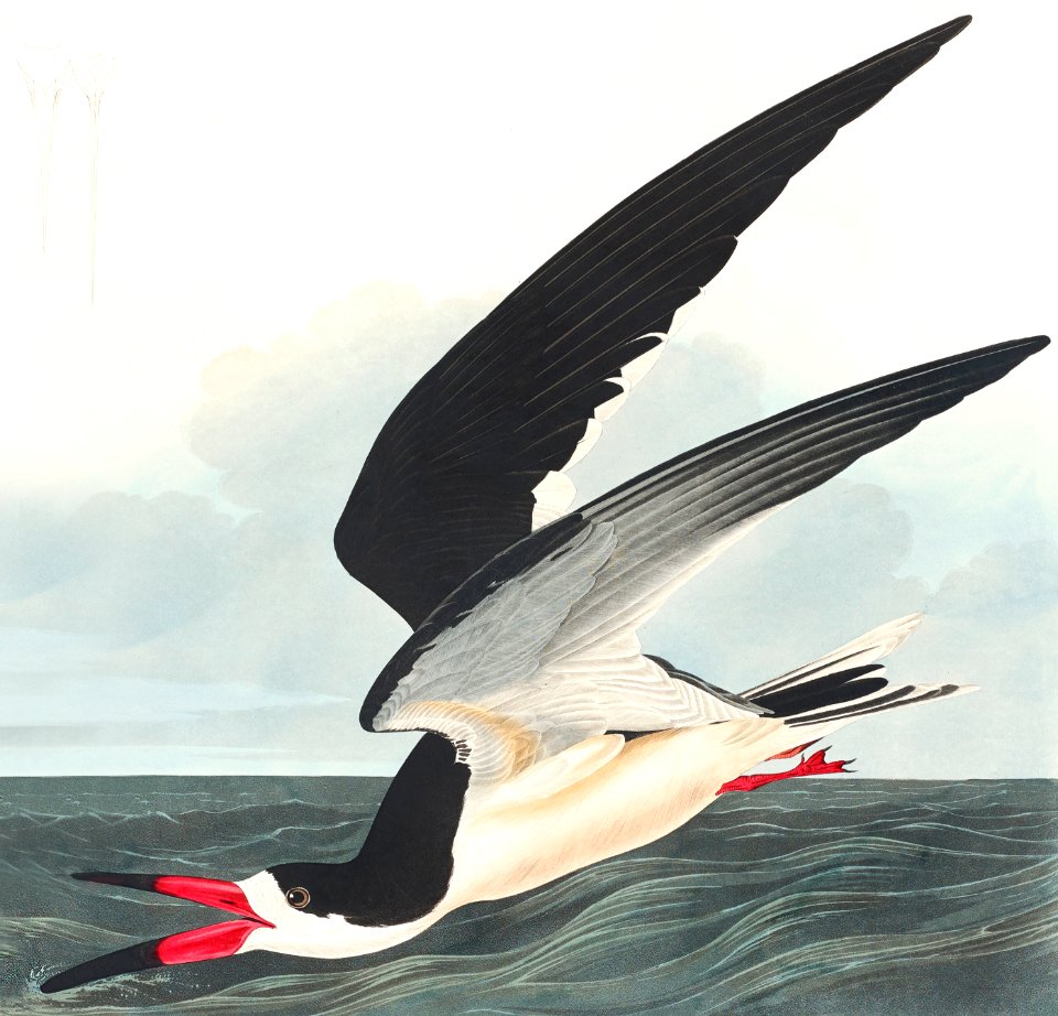 Black Skimmer from Birds of America (1827) by John James Audubon, etched by William Home Lizars.