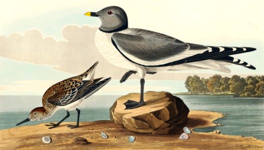 Fork-tailed Gull from Birds of America (1827) by John James Audubon, etched by William Home Lizars.. Free illustration for personal and commercial use.