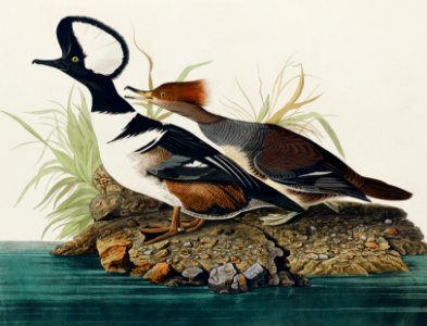 Hooded Merganser from Birds of America (1827) by John James Audubon, etched by William Home Lizars.