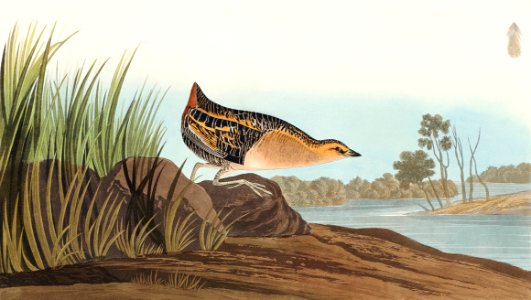 Yellow-breasted Rail from Birds of America (1827) by John James Audubon, etched by William Home Lizars.. Free illustration for personal and commercial use.