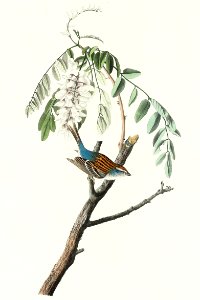Chipping Sparrow from Birds of America (1827) by John James Audubon, etched by William Home Lizars.