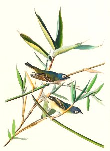 Vireo Solitarius from Birds of America (1827) by John James Audubon, etched by William Home Lizars.. Free illustration for personal and commercial use.
