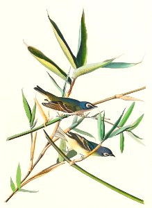 Vireo Solitarius from Birds of America (1827) by John James Audubon, etched by William Home Lizars.