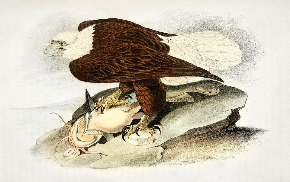 Plate from Birds of America (1827) by John James Audubon, etched by William Home Lizars.