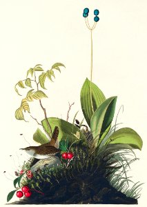 Wood Wren from Birds of America (1827) by John James Audubon, etched by William Home Lizars.