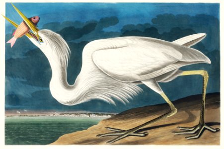 Great White Heron from Birds of America (1827) by John James Audubon, etched by William Home Lizars.. Free illustration for personal and commercial use.