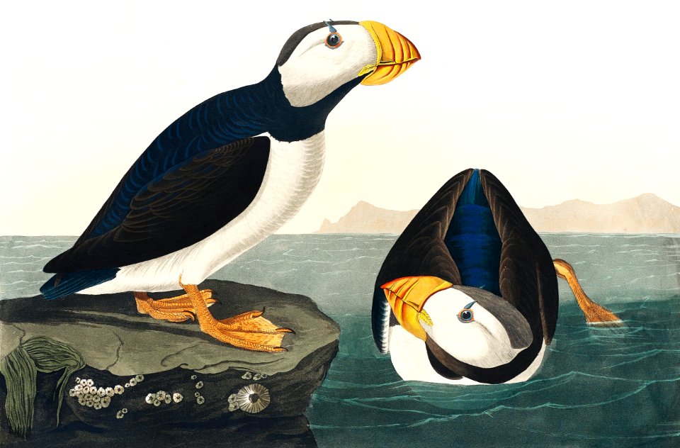 Large billed Puffin from Birds of America (1827) by John James Audubon, etched by William Home Lizars.