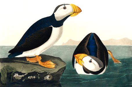 Large billed Puffin from Birds of America (1827) by John James Audubon, etched by William Home Lizars.. Free illustration for personal and commercial use.