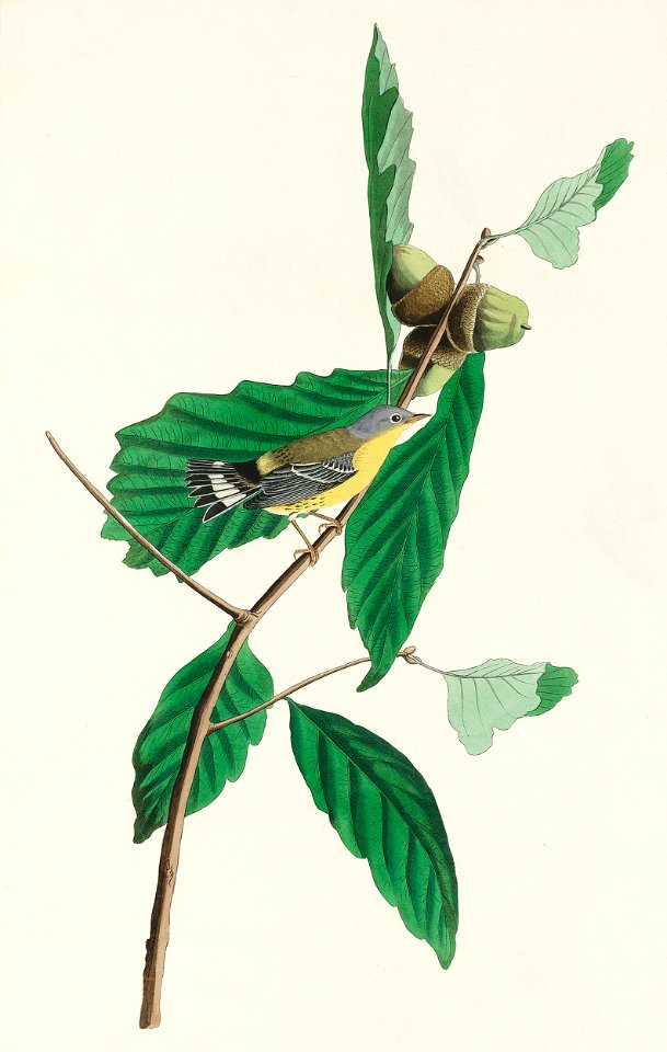 Black & Yellow Warbler from Birds of America (1827) by John James Audubon, etched by William Home Lizars.