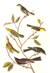 Little Tyrant Flycatcher, Small-headed Flycatcher, Blue Mountain Warbler, Bartram's Vireo, Short-legged Pewee and Rocky Mountain Fly-catcher from Birds of America (1827) by John James Audubon (1785 - 1851), etched by Robert Havell (1793 - 1878).. Free illustration for personal and commercial use.