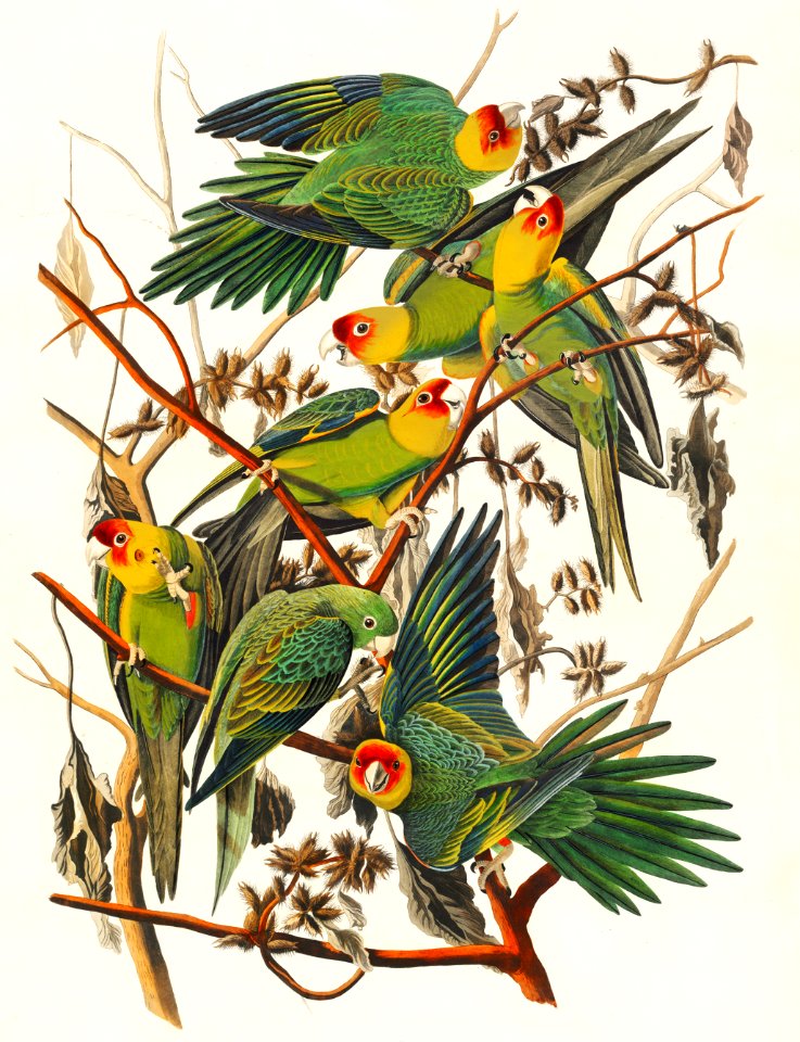 Carolina Parrot from Birds of America (1827) by John James Audubon, etched by William Home Lizars.