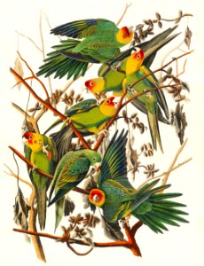 Carolina Parrot from Birds of America (1827) by John James Audubon, etched by William Home Lizars.