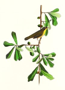 Roscoe's Yellow-throat from Birds of America (1827) by John James Audubon, etched by William Home Lizars.