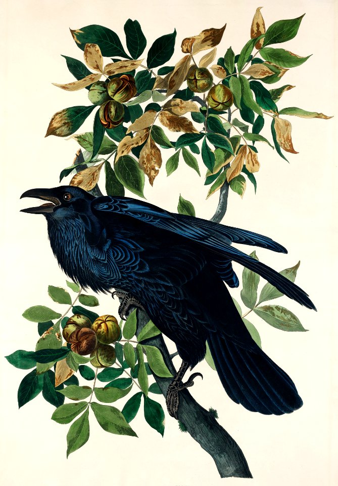 Raven from Birds of America (1827) by John James Audubon, etched by William Home Lizars.