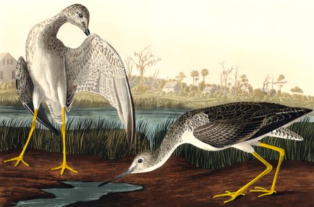 Tell-tale Godwit or Snipe from Birds of America (1827) by John James Audubon, etched by William Home Lizars.. Free illustration for personal and commercial use.