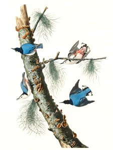 White-breasted Black-capped Nuthatch from Birds of America (1827) by John James Audubon, etched by William Home Lizars.