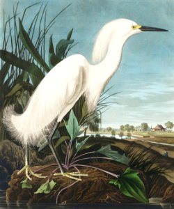 Snowy Heron, or White Egret from Birds of America (1827) by John James Audubon, etched by William Home Lizars.. Free illustration for personal and commercial use.