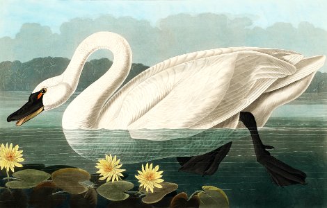 Common American Swan from Birds of America (1827) by John James Audubon (1785 - 1851), etched by Robert Havell (1793 - 1878).. Free illustration for personal and commercial use.