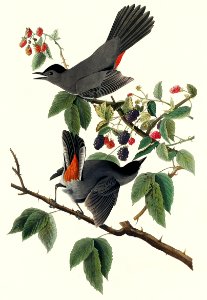 Cat Bird from Birds of America (1827) by John James Audubon, etched by William Home Lizars.. Free illustration for personal and commercial use.