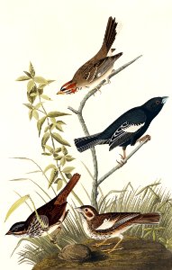 Lark Finch, Prairie Finch and Brown Song Sparrow from Birds of America (1827) by John James Audubon, etched by William Home Lizars.. Free illustration for personal and commercial use.