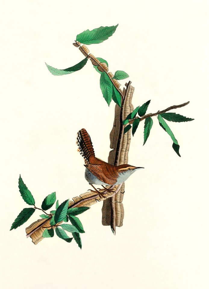 Bewick's Wren from Birds of America (1827) by John James Audubon, etched by William Home Lizars.