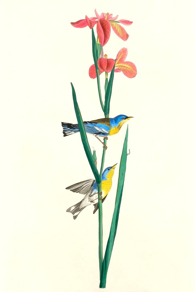 Blue Yellow back Warbler from Birds of America (1827) by John James Audubon, etched by William Home Lizars.