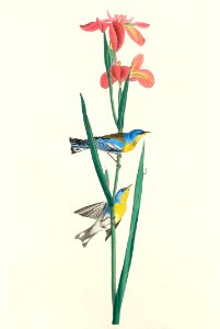 Blue Yellow back Warbler from Birds of America (1827) by John James Audubon, etched by William Home Lizars.. Free illustration for personal and commercial use.