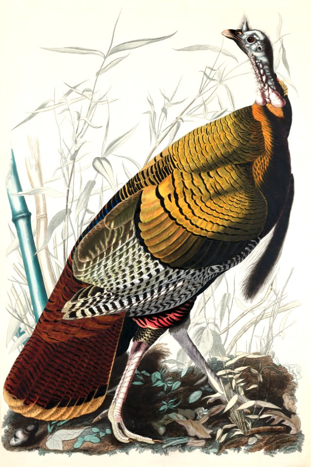 Wild Turkey or Great American Cock from Birds of America (1827) by John James Audubon, etched by William Home Lizars.